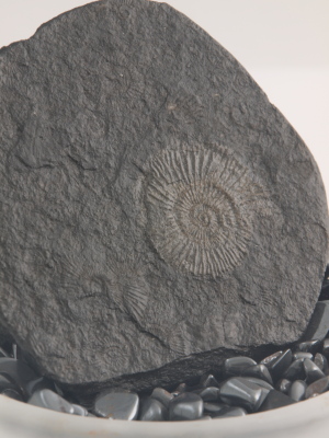 Ammonite Fossil in Matrix